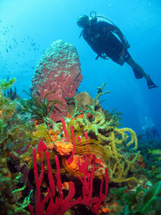 voyages-pour-solos-partirseul-com-plongée-en-martinique